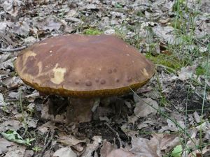 Klikni pro velký obrázek