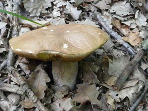 Klikni pro velký obrázek