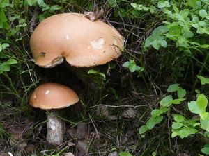 Klikni pro velký obrázek