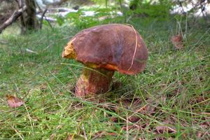 Klikni pro velký obrázek