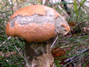 Klikni pro velký obrázek