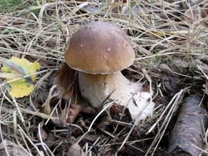 Klikni pro velký obrázek