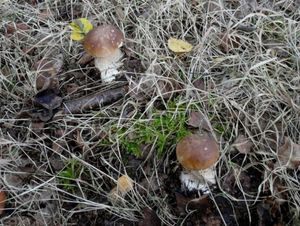 Klikni pro velký obrázek