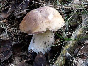 Klikni pro velký obrázek