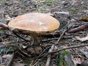 Klikni pro velký obrázek