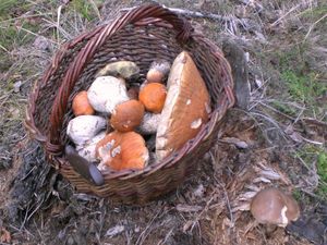 Klikni pro velký obrázek