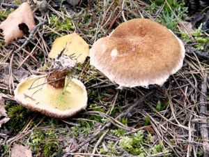 Klikni pro velký obrázek