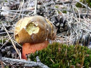 Klikni pro velký obrázek