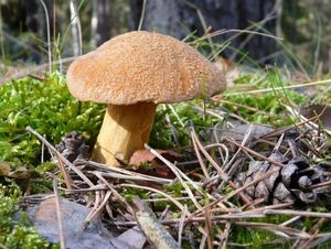 Klikni pro velký obrázek