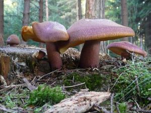 Klikni pro velký obrázek