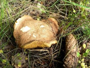 Klikni pro velký obrázek