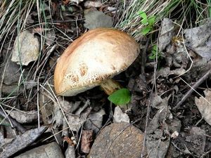 Klikni pro velký obrázek