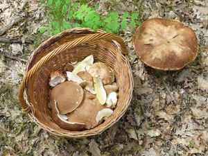 Klikni pro velký obrázek