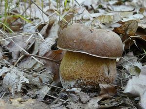 Klikni pro velký obrázek