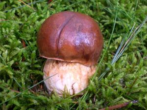 Klikni pro velký obrázek