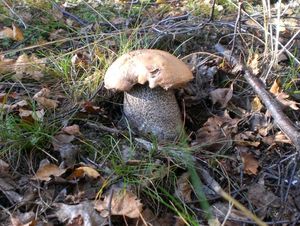 Klikni pro velký obrázek