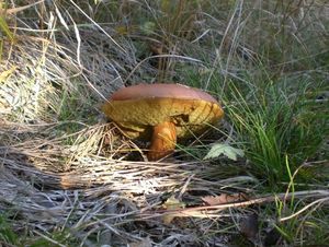 Klikni pro velký obrázek