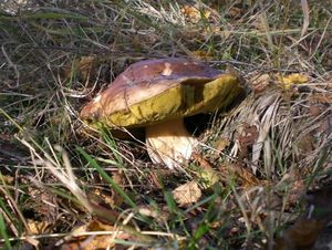 Klikni pro velký obrázek