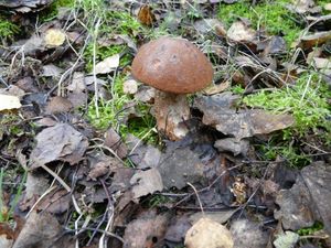 Klikni pro velký obrázek