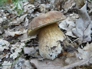 Klikni pro velký obrázek