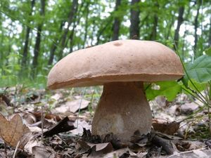 Klikni pro velký obrázek