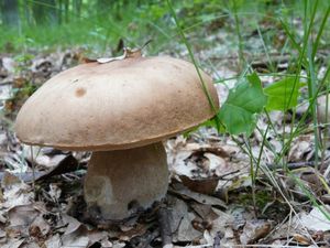 Klikni pro velký obrázek