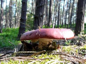 Klikni pro velký obrázek