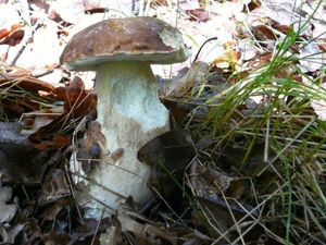 Klikni pro velký obrázek