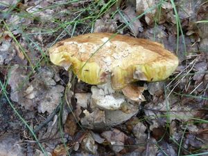 Klikni pro velký obrázek