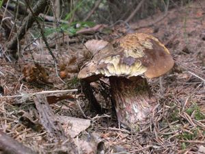 Klikni pro velký obrázek