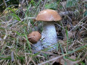 Klikni pro velký obrázek