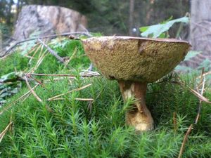 Klikni pro velký obrázek