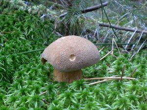 Klikni pro velký obrázek