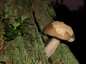 Klikni pro velký obrázek