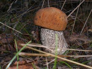 Klikni pro velký obrázek