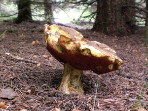 Klikni pro velký obrázek