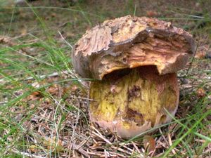 Klikni pro velký obrázek