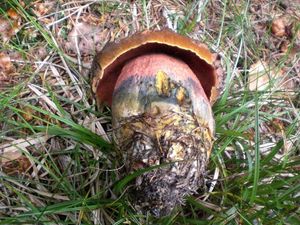 Klikni pro velký obrázek