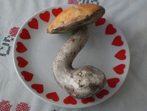 Klikni pro velký obrázek