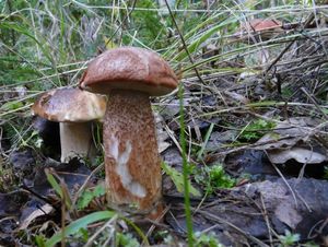 Klikni pro velký obrázek