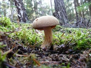 Klikni pro velký obrázek