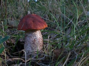 Klikni pro velký obrázek