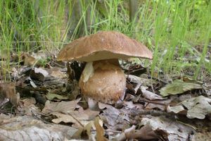 Klikni pro velký obrázek