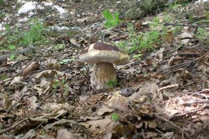 Klikni pro velký obrázek