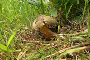 Klikni pro velký obrázek