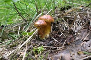 Klikni pro velký obrázek