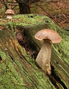 Klikni pro velký obrázek