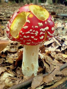 Klikni pro velký obrázek