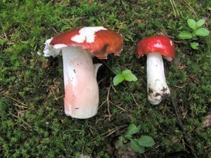 Klikni pro velký obrázek