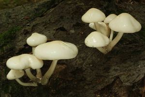 Klikni pro velký obrázek